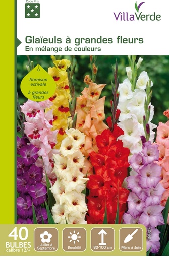 [3A-0035W1] Bulbes glaïeuls à grandes fleurs en mélange VILLAVERDE - 40 bulbes calibre 12/+
