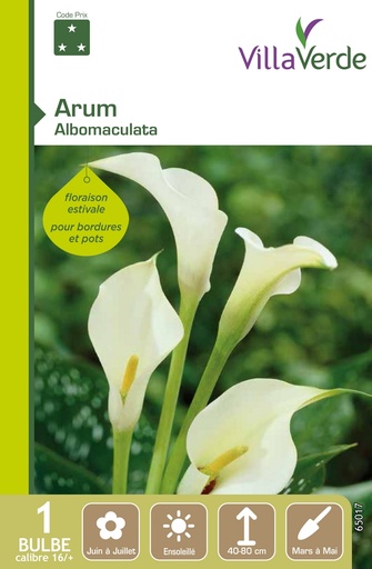 [3A-001PG4] Bulbe arum albomaculata VILLAVERDE - 1 bulbe calibre 16/+