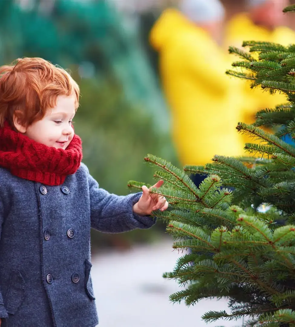 Enfant qui choisit un sapin naturel avec ses parents