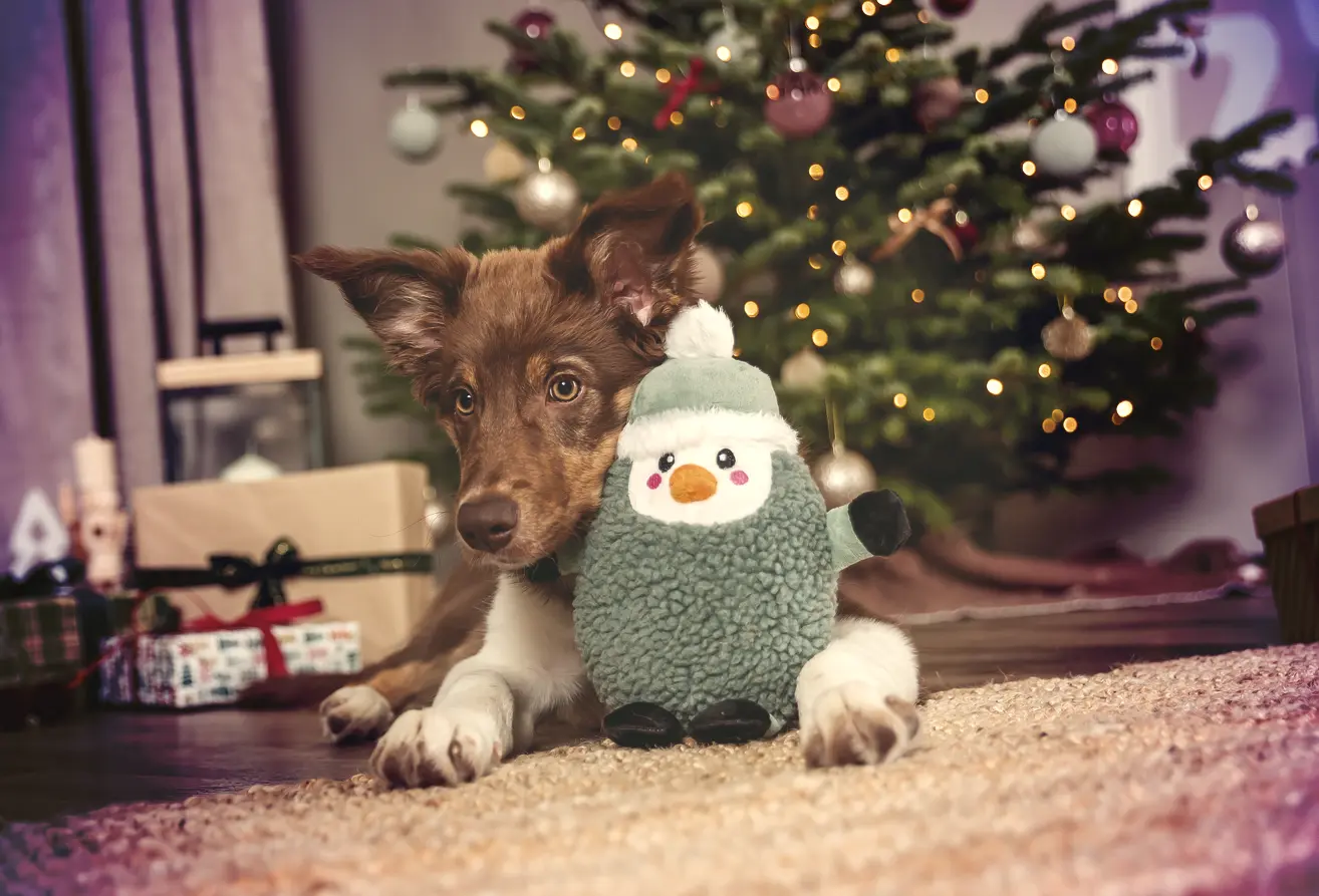 Jouet en peluche pour chien, à découvrir en magasin VillaVerde