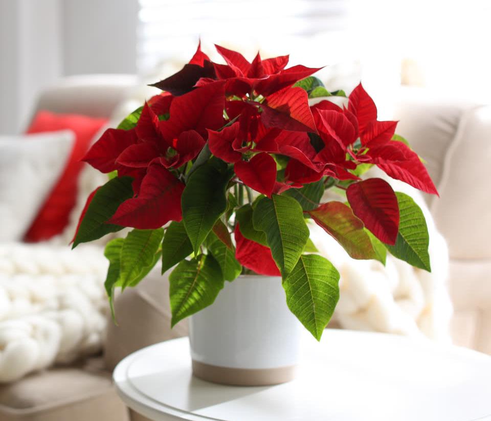Poinsettia rouge en pot blanc posé dans un salon décoré pour Noël