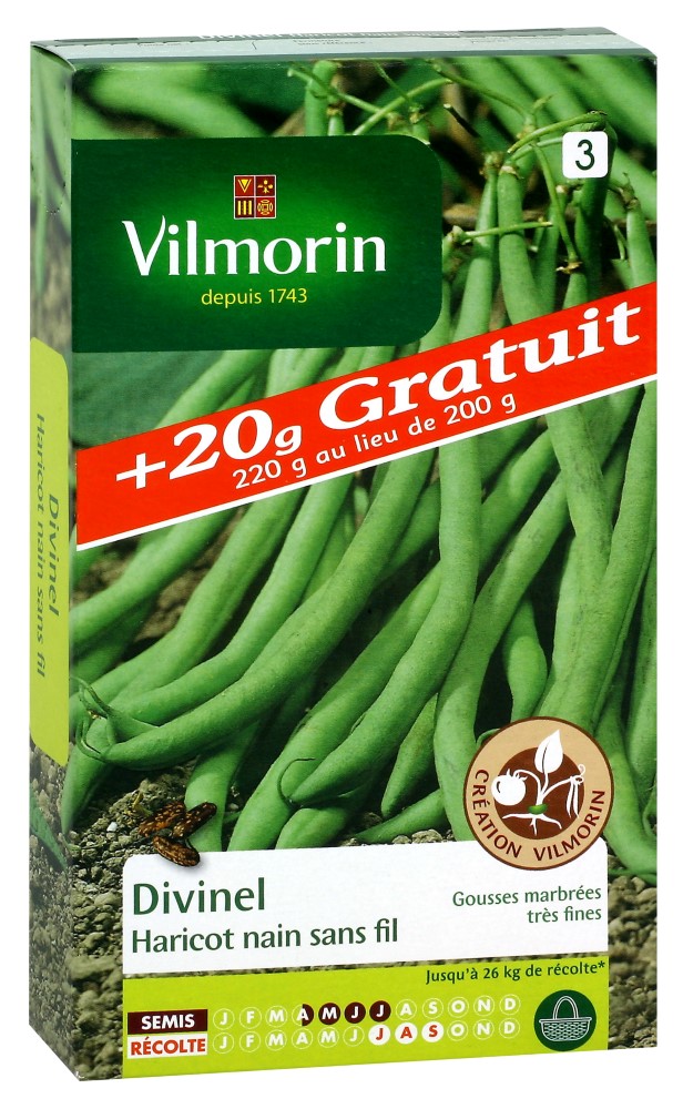 Graines d'haricot nain vert divinel VILMORIN + 20g gratuit