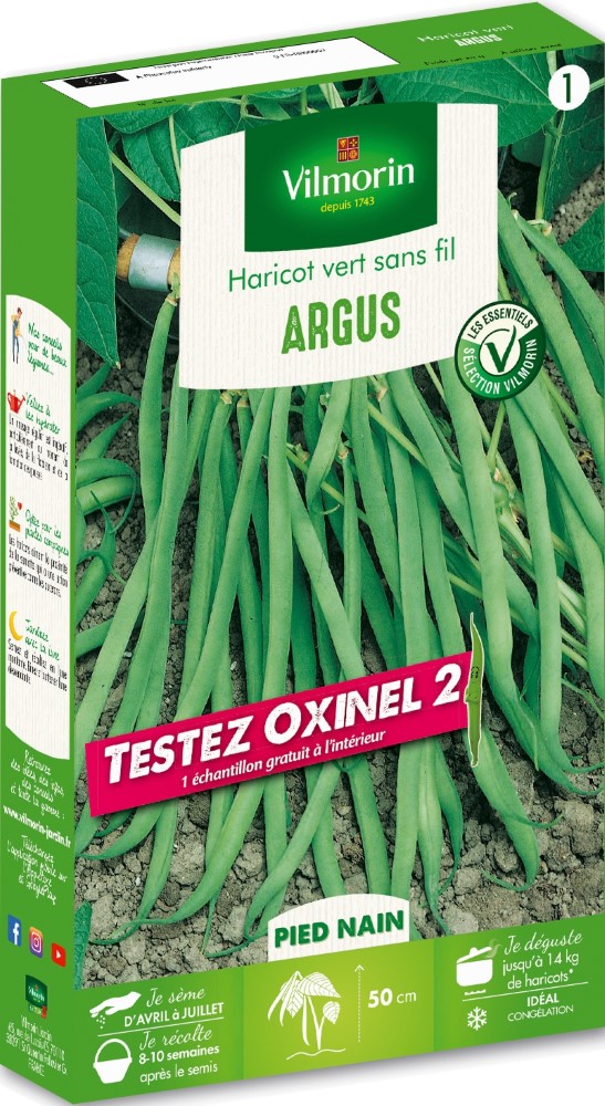 Graines d'haricot nain vert argus + échantillon oxinel 2 VILMORIN