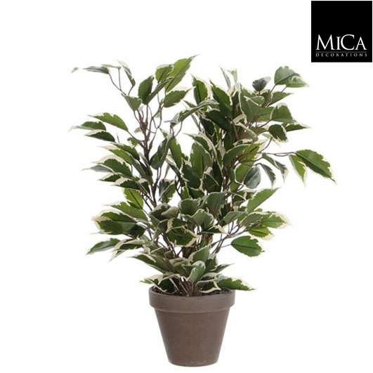 Ficus natasja vert panaché en pot stan gris - Plante artificielle MICA DÉCORATIONS