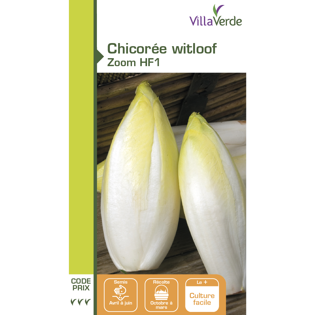 Chicorée witloof zoom hybride f1  - VILLAVERDE