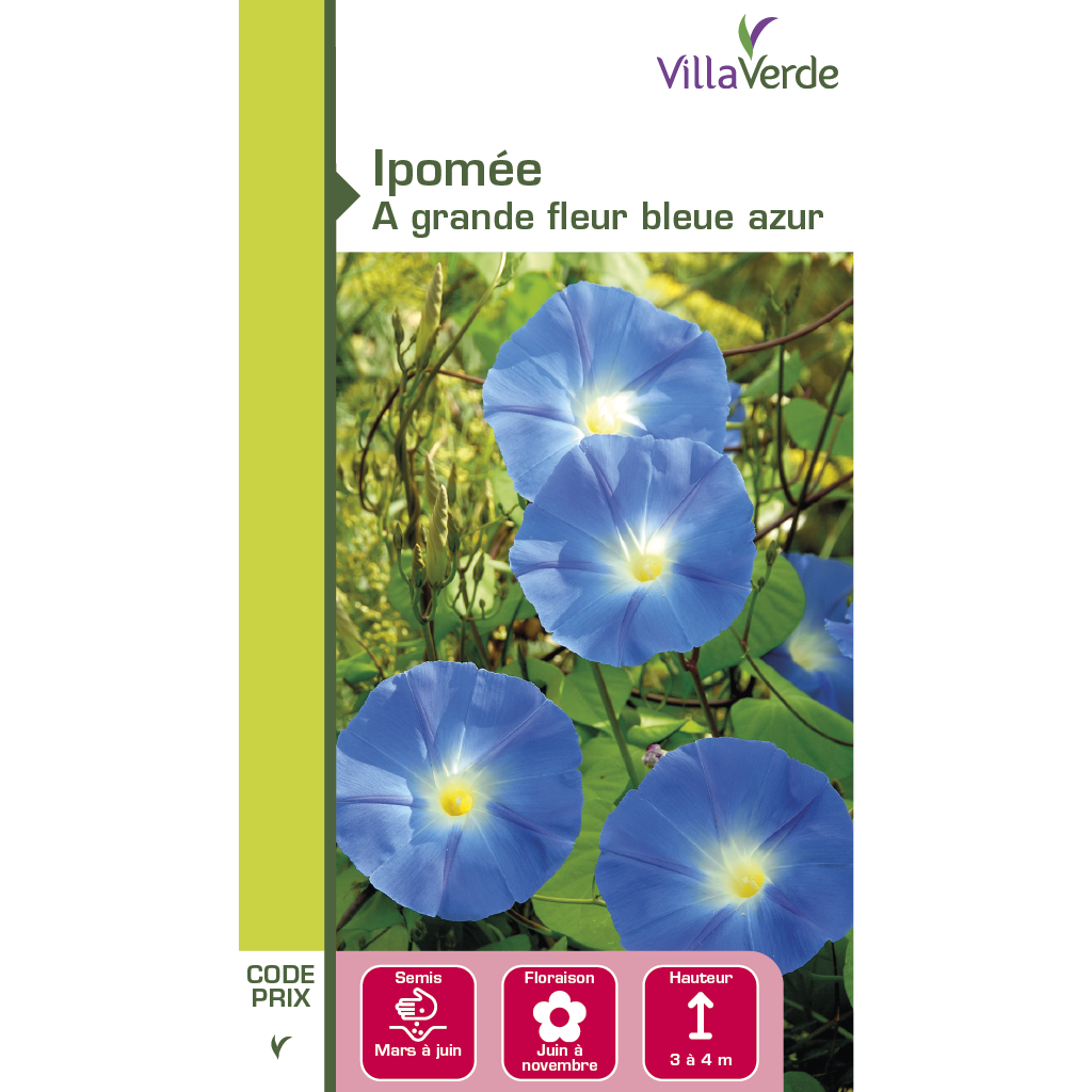 Graines de fleurs ipomée à grande fleur bleue azur VILLAVERDE