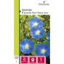 Graines de fleurs ipomée à grande fleur bleue azur VILLAVERDE