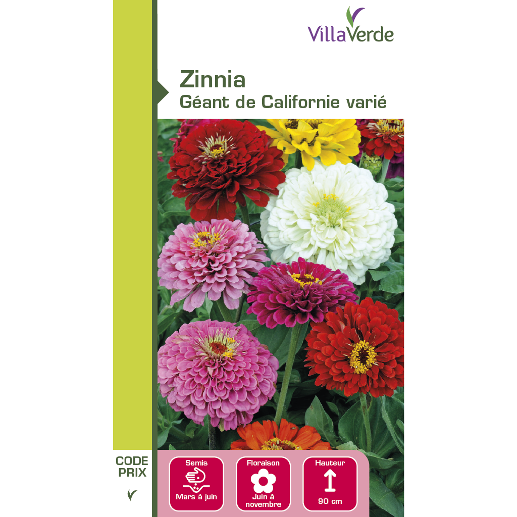 Graines de fleurs zinnia géant de californie varié VILLAVERDE