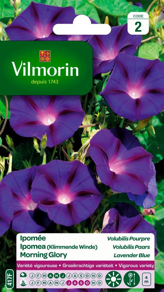 Graines de fleurs ipomée volubilis pourpre VILMORIN