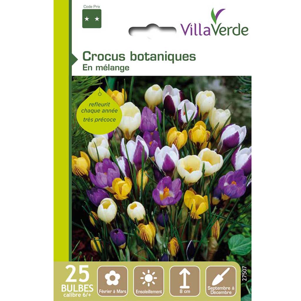 Crocus botaniques - VillaVerde
