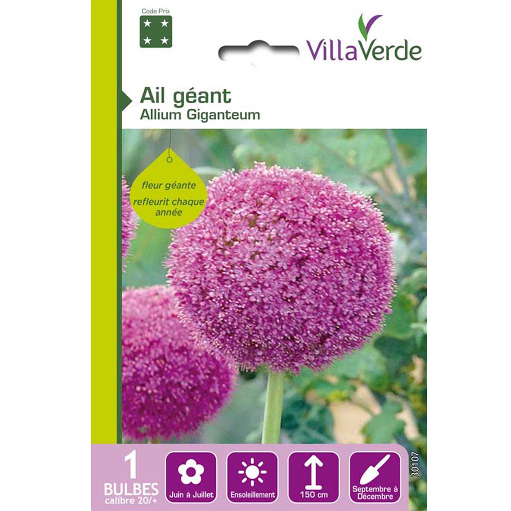Allium Giganteum - VillaVerde