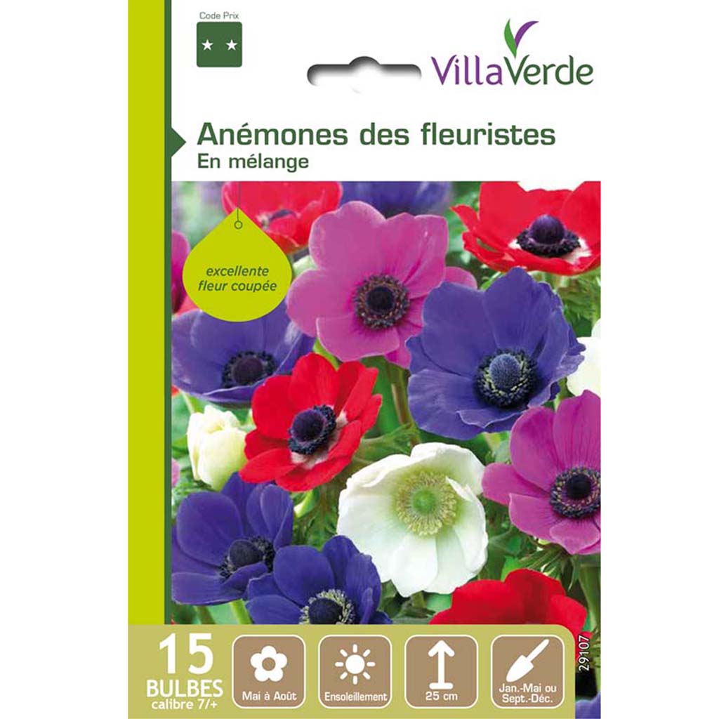 Bulbes anémones des fleuristes en mélange VILLAVERDE - 15 bulbes calibre 7/+