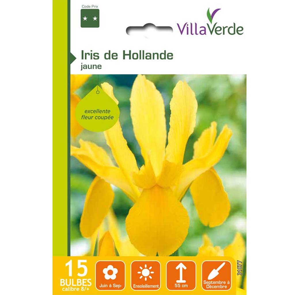 Iris de hollande - VillaVerde