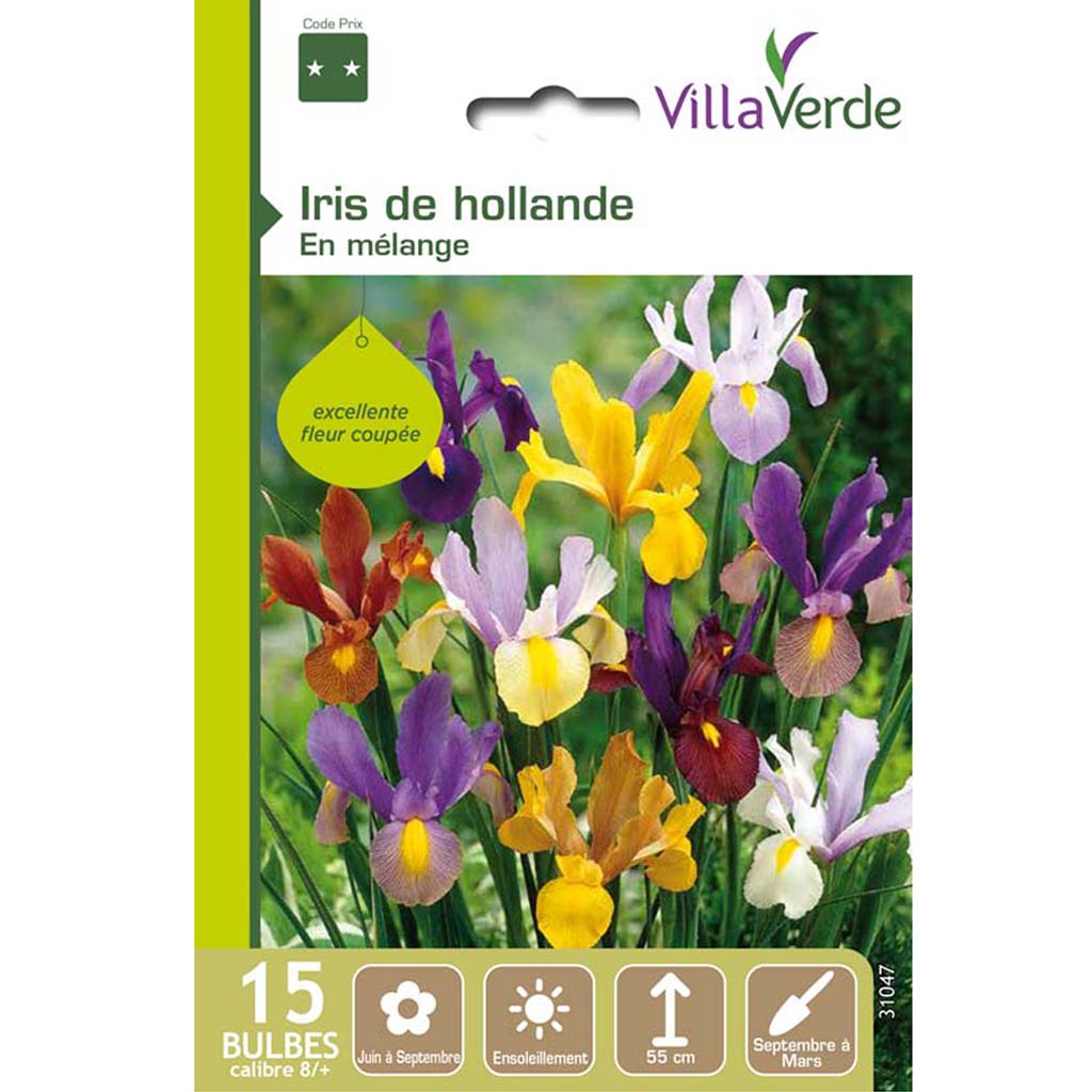 Iris de hollande variés, 8/+ - VillaVerde