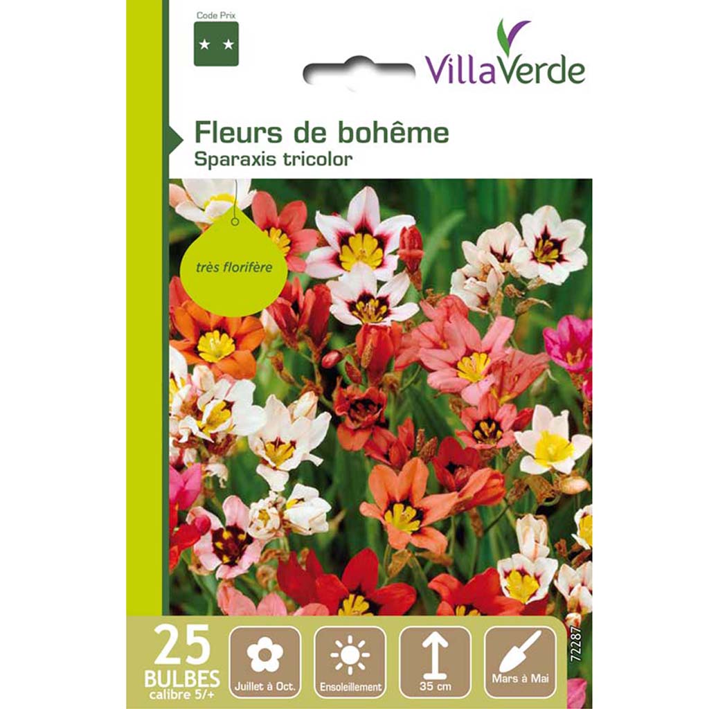 Bulbes fleurs de bohême sparaxis tricolor VILLAVERDE - 25 bulbes calibre 5/+