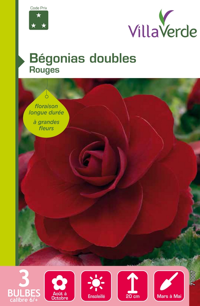 Bulbes bégonias doubles rouges VILLAVERDE - 3 bulbes calibre 6/+