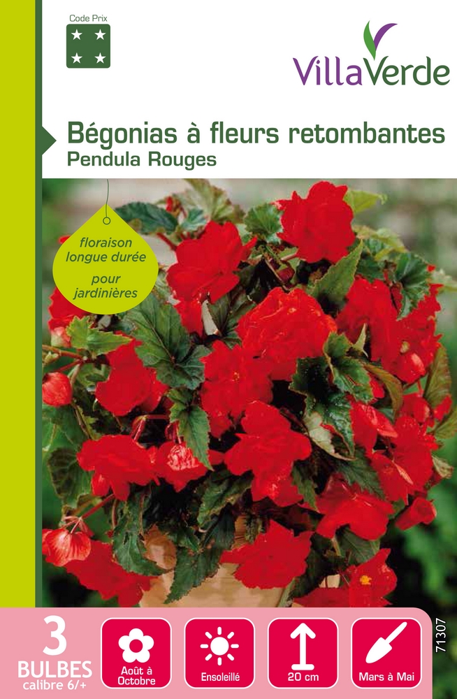 Bégonias Pendula rouge, 6/+ - VillaVerde