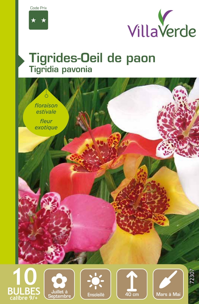 Bulbes tigrides-oeil de paon tigridia pavonia VILLAVERDE - 10 bulbes calibre 9/+