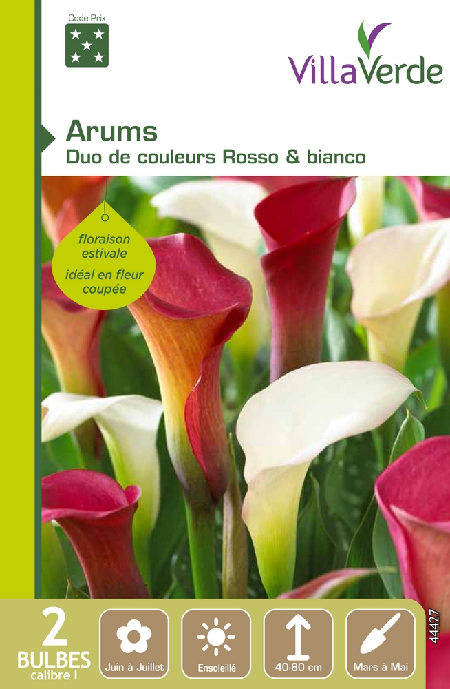 Bulbes arums duo de couleurs rosso & bianco VILLAVERDE - 2 bulbes calibre 1