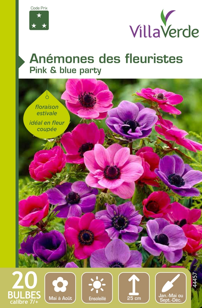 Bulbes anémones des fleuristes pink & blue party VILLAVERDE - 20 bulbes calibre 7/+