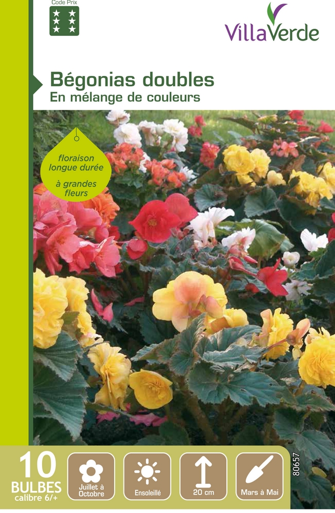 Bégonias doubles à  grandes fleurs, 6/+ - VillaVerde