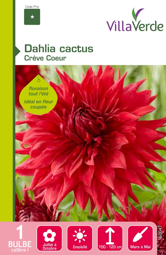 Bulbe dahlia cactus crève coeur VILLAVERDE - 1 bulbe calibre 1