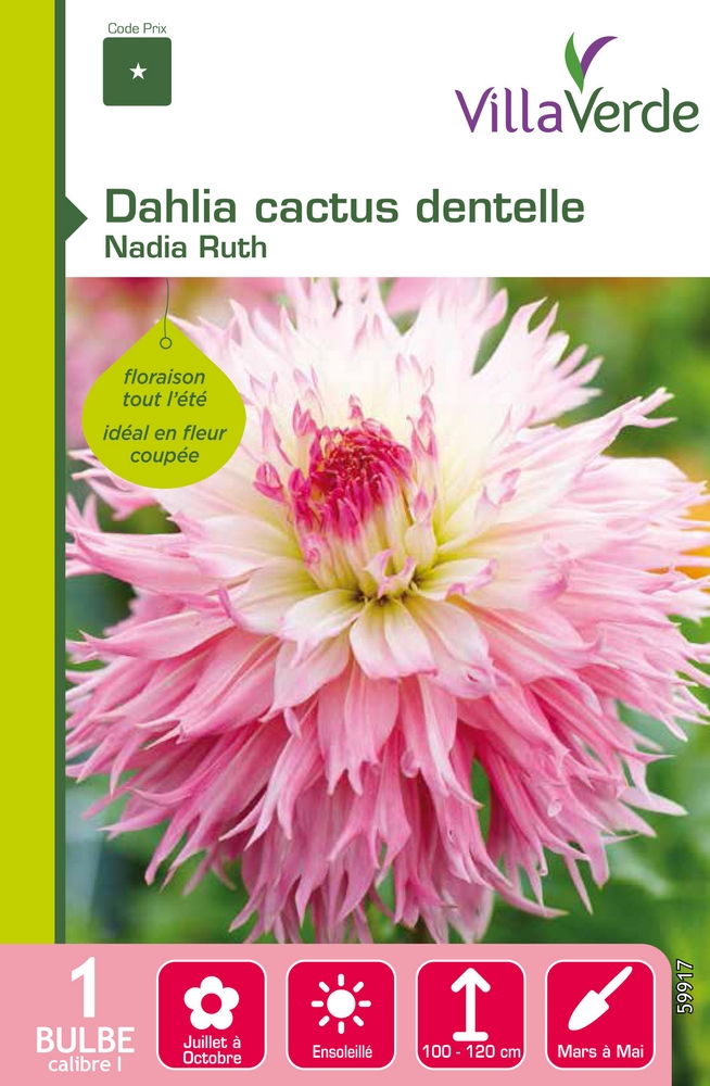 Bulbe dahlia cactus dentelle nadia ruth VILLAVERDE - 1 bulbe