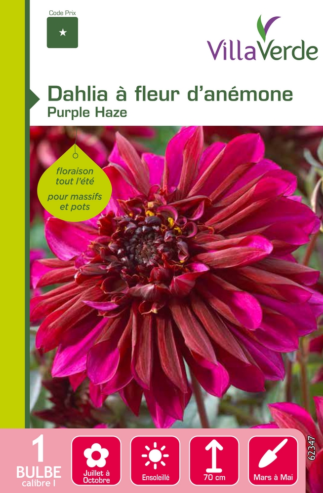 Bulbe dahlia à fleur d'anémone purple haze VILLAVERDE - 1 bulbe calibre 1