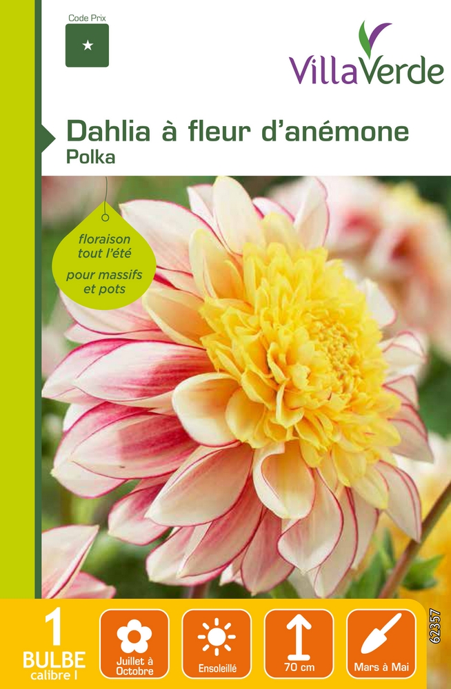 Bulbe dahlia à fleur d'anémone polka VILLAVERDE - 1 bulbe calibre 1