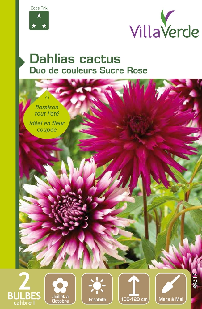 Bulbes dahlias cactus duo de couleurs sucre rose VILLAVERDE - 2 bulbes calibre 1