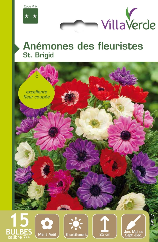 Bulbes anémones des fleuristes ste brigid VILLAVERDE - 15 bulbes calibre 7/+