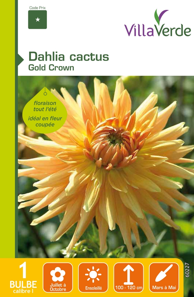 Bulbe dahlia cactus gold crown VILLAVERDE - 1 bulbe calibre 1