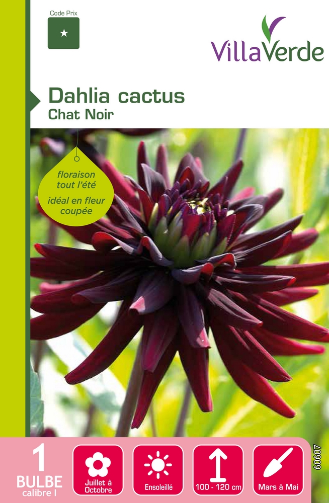 Bulbe dahlia cactus chat noir VILLAVERDE - 1 bulbe calibre 1 