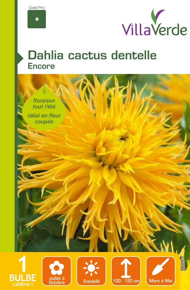 Bulbe dahlia cactus dentelle encore VILLAVERDE - 1 bulbe calibre 1 
