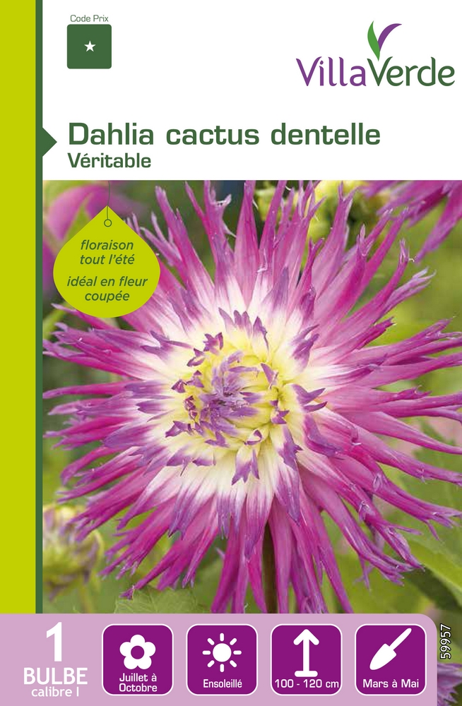 Bulbe dahlia cactus dentelle véritable VILLAVERDE - 1 bulbe calibre 1