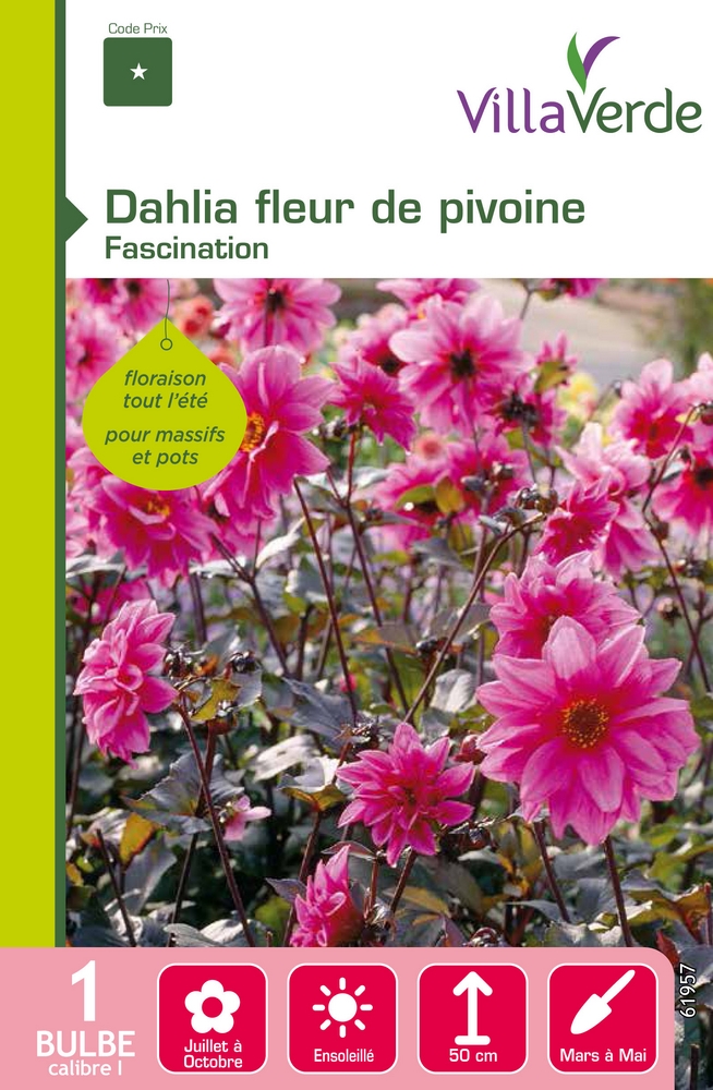 Bulbe dahlia fleur de pivoine fascination VILLAVERDE - 1 bulbe calibre 1