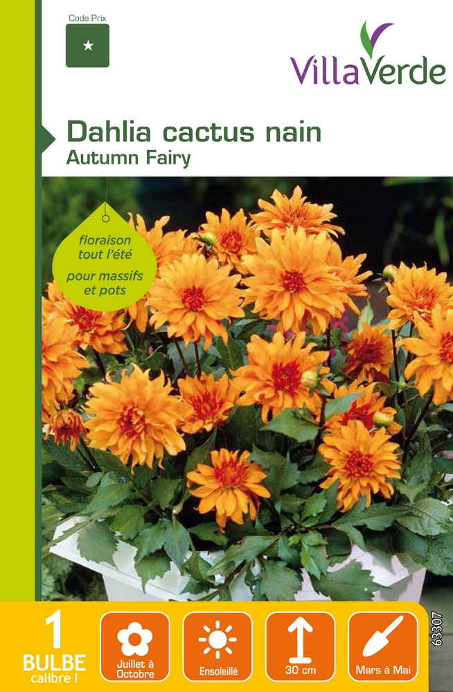 Bulbe dahlia cactus nain autumn fairy VILLAVERDE - 1 bulbe calibre 1