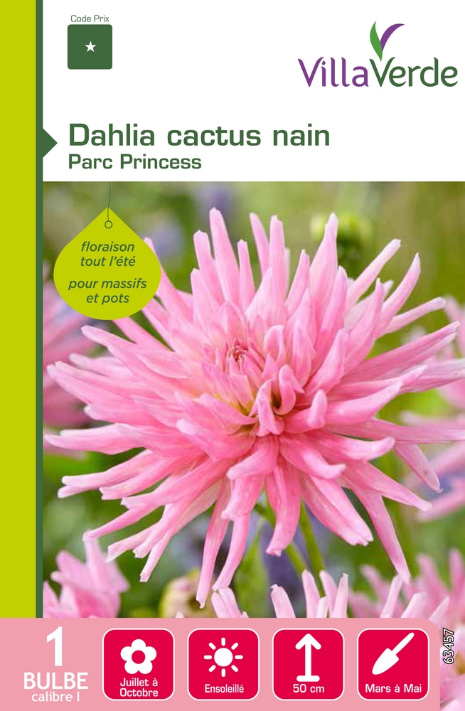 Bulbe dahlia cactus nain parc princess VILLAVERDE - 1 bulbe calibre 1