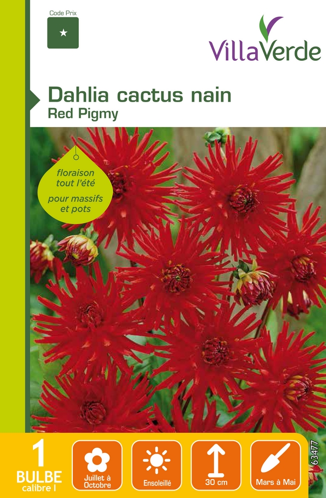 Bulbe dahlia cactus nain red pigmy VILLAVERDE - 1 bulbe calibre 1