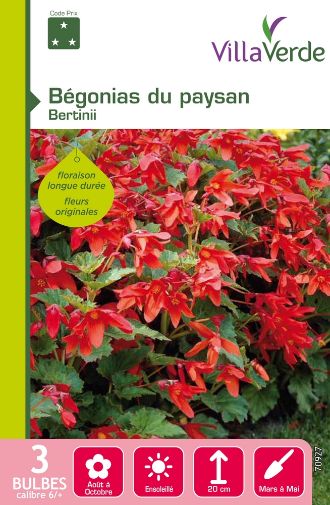 Bulbes bégonias du paysan bertinii VILLAVERDE - 3 bulbes calibre 6/+