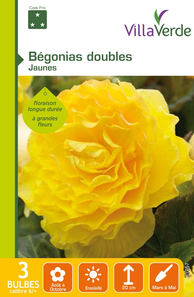 Bulbes bégonias doubles jaunes VILLAVERDE - 3 bulbes calibre 6/+