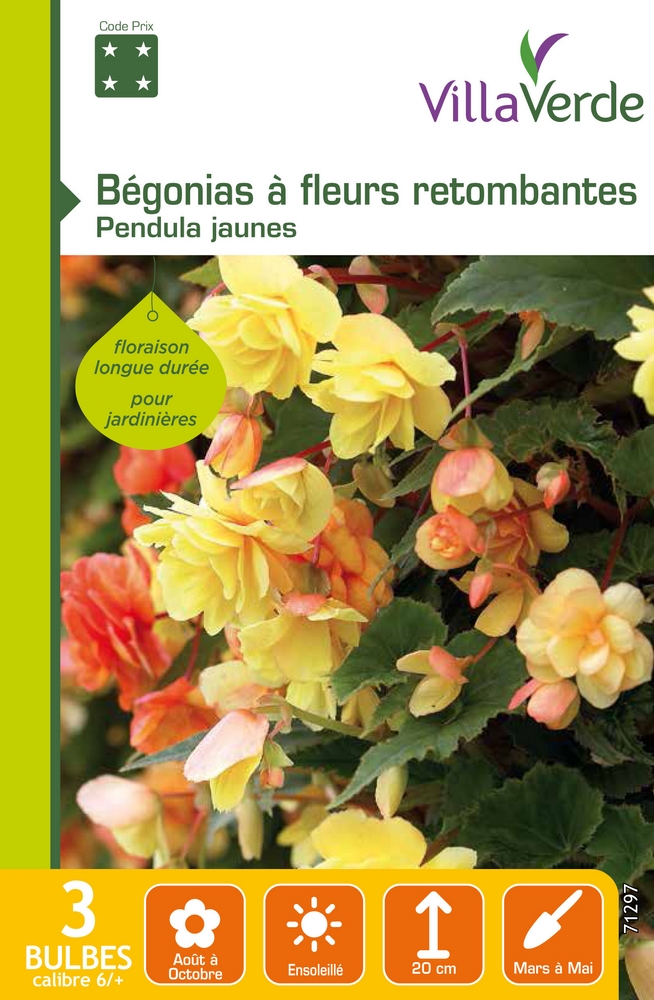 Bulbes bégonias à fleurs retombantes pendula jaunes VILLAVERDE - 3 bulbes calibre 6/+