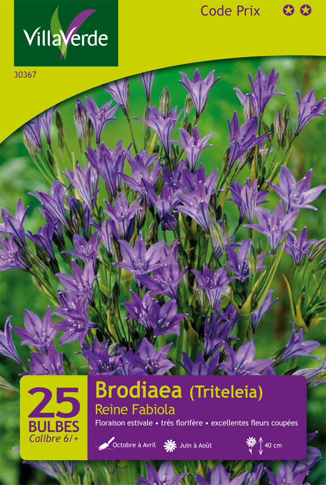 Bulbes brodiaea triteleia reine fabiola VILLAVERDE - 25 bulbes calibre 6/+