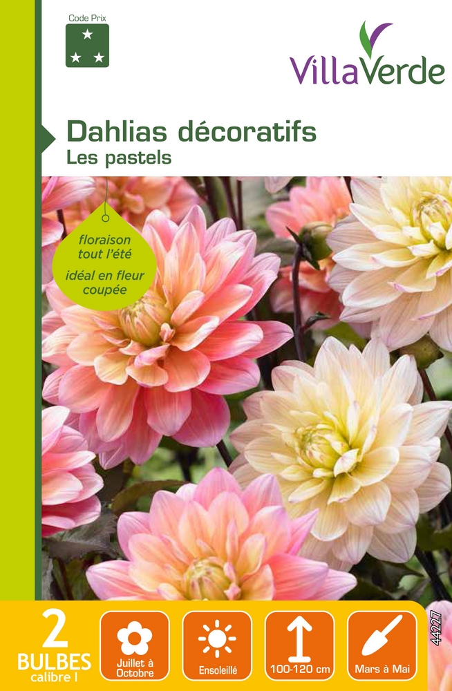 Bulbes dahlias décoratifs les pastels VILLAVERDE - 2 bulbes calibre 1 