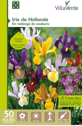 [3A-0035W4] Bulbes iris de Hollande (+25 Freesia bleus gratuits) VILLAVERDE - 50 bulbes calibre 8/+