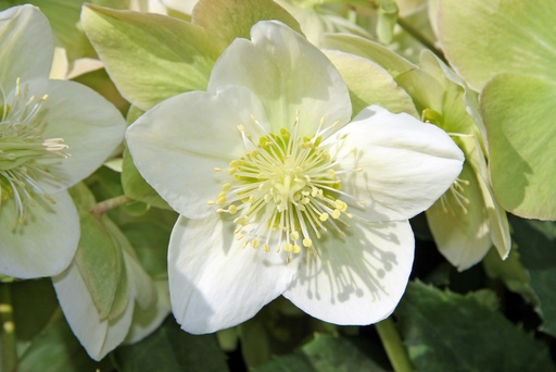 [4I-0039WY] Bulbes hellebore