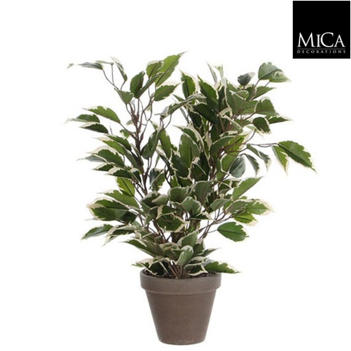 [1I-000NAF] Ficus natasja vert panaché en pot stan gris - Plante artificielle MICA DÉCORATIONS