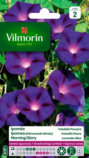 [3C-001P2J] Graines de fleurs ipomée volubilis pourpre VILMORIN