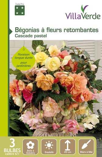 [3A-001PGI] Bulbes bégonias à fleurs retombantes cascade pastel VILLAVERDE - 3 bulbes calibre 6/+