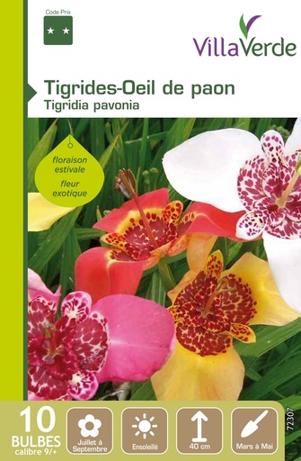 [3A-001PGR] Bulbes tigrides-oeil de paon tigridia pavonia VILLAVERDE - 10 bulbes calibre 9/+